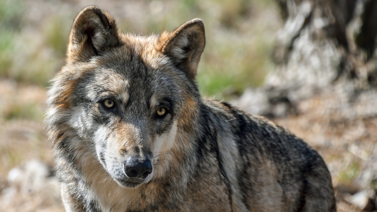 14-годишно момиче е било нахапано от избягалия от зоопарка в Хасково вълк