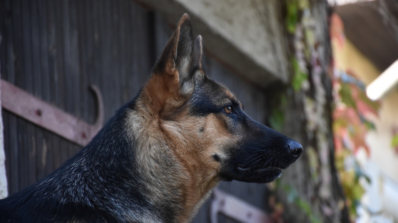 Домашно куче нахапа пет деца в София