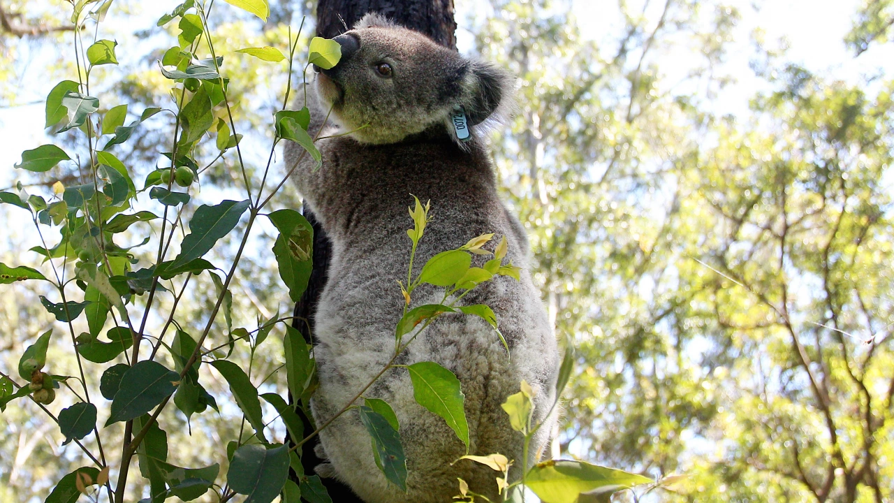 Австралийските коали вече са застрашен вид предаде Скайнюз Според данни на