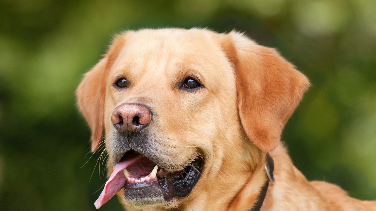 Как да реагираме при неочаквана агресия от кучета? „Това е
