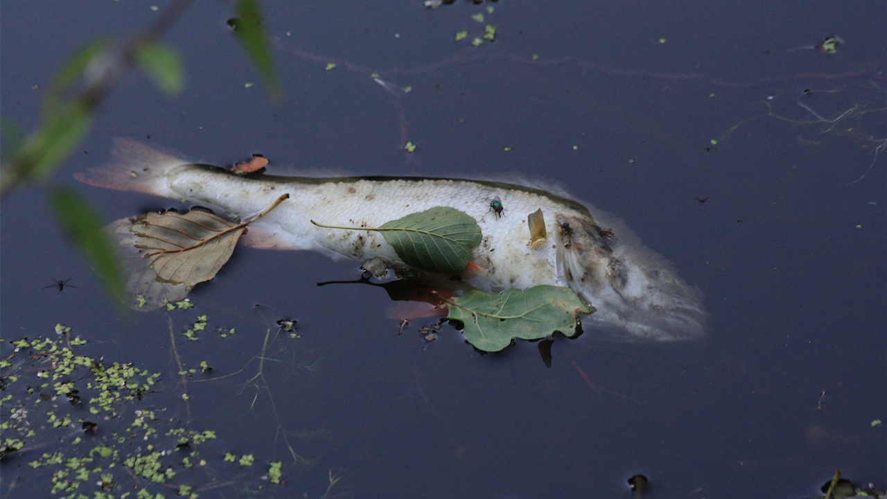 Голямо количество мъртва риба е открито в река Върбица