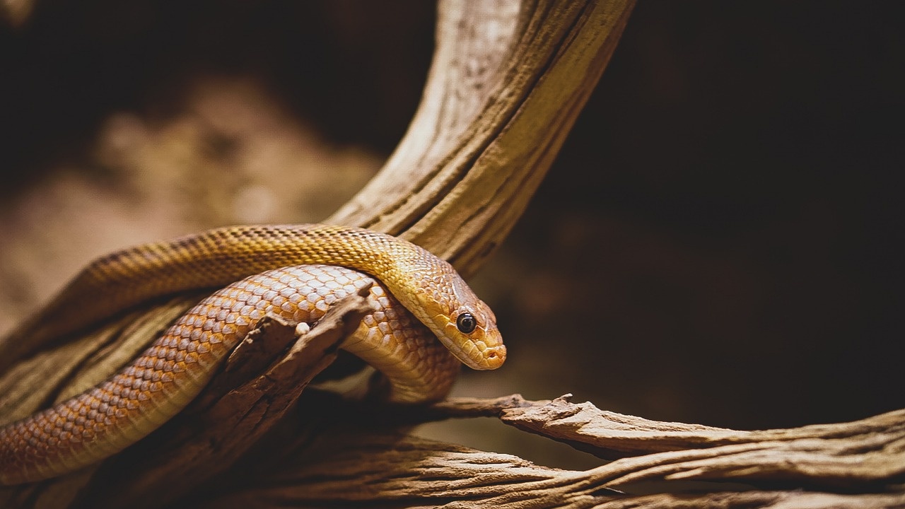 Показват отровни змии и гущери на изложба в Бургас