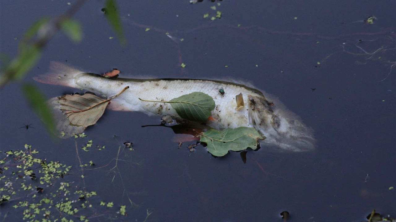 Голямо количество мъртва риба е открито в река Върбица в