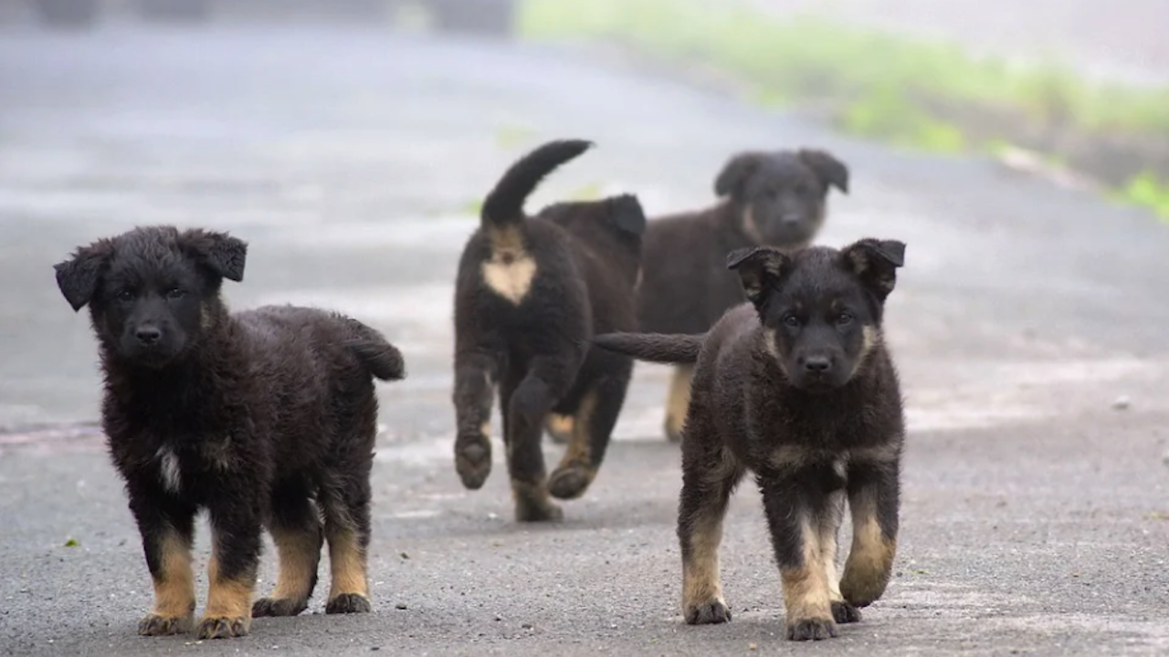 Община Стара Загора търси преброители на безстопанствените кучета