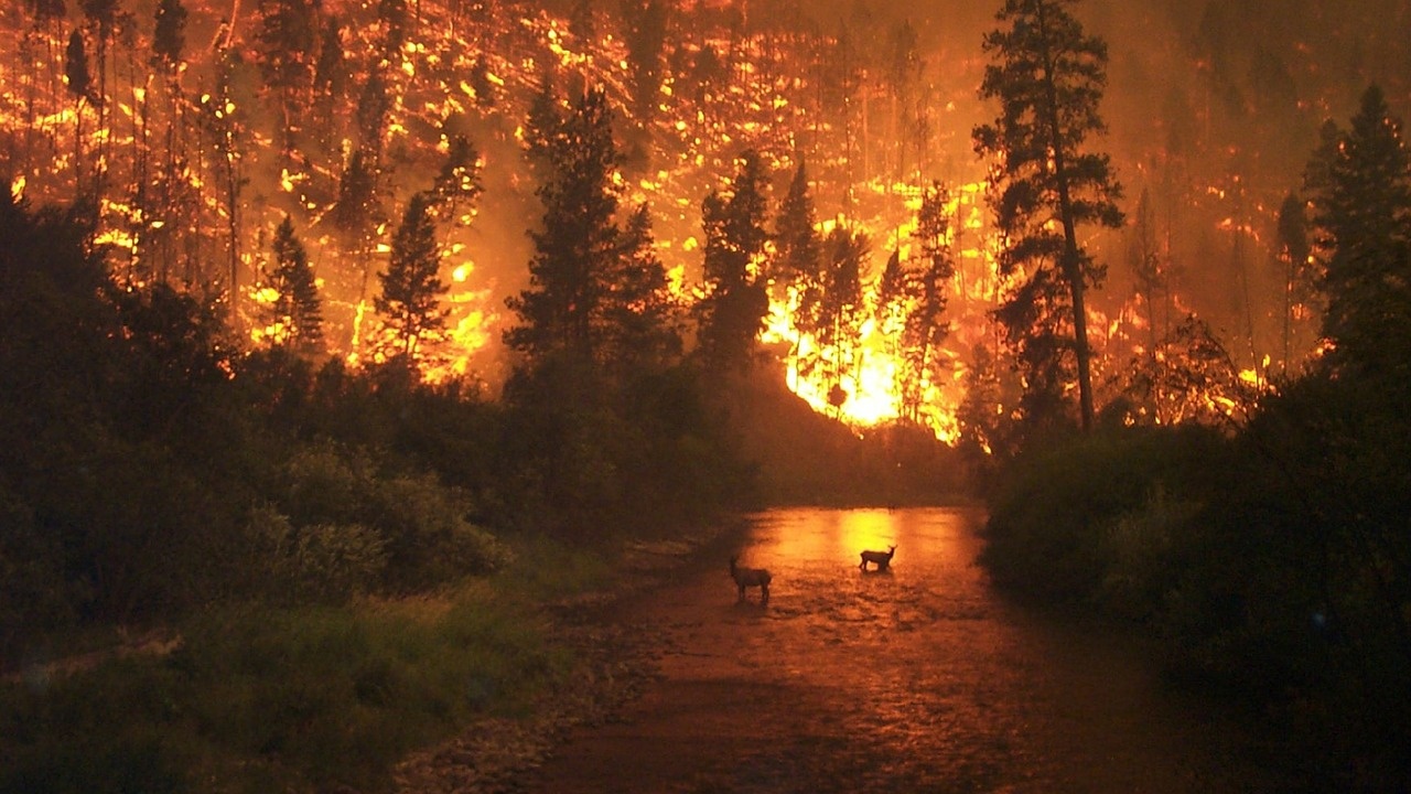 ООН: Екстремните горски пожари ще се увеличават с 30% в следващите 28 години