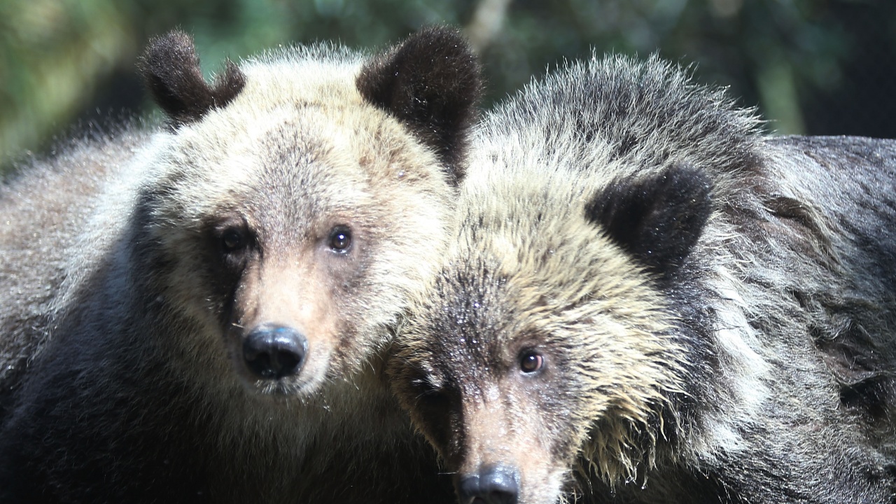 Три големи мечки опустошават домове в Калифорния