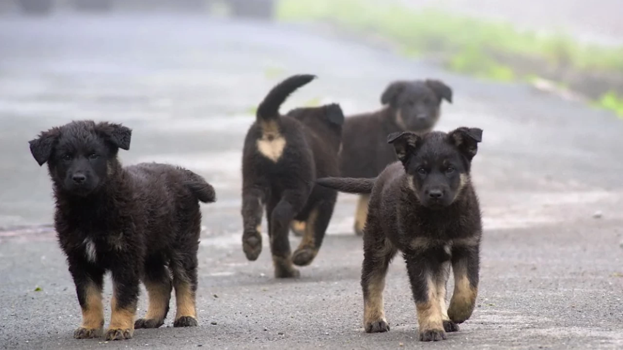 Община Стара Загора набира преброители на безстопанствените кучета на територията