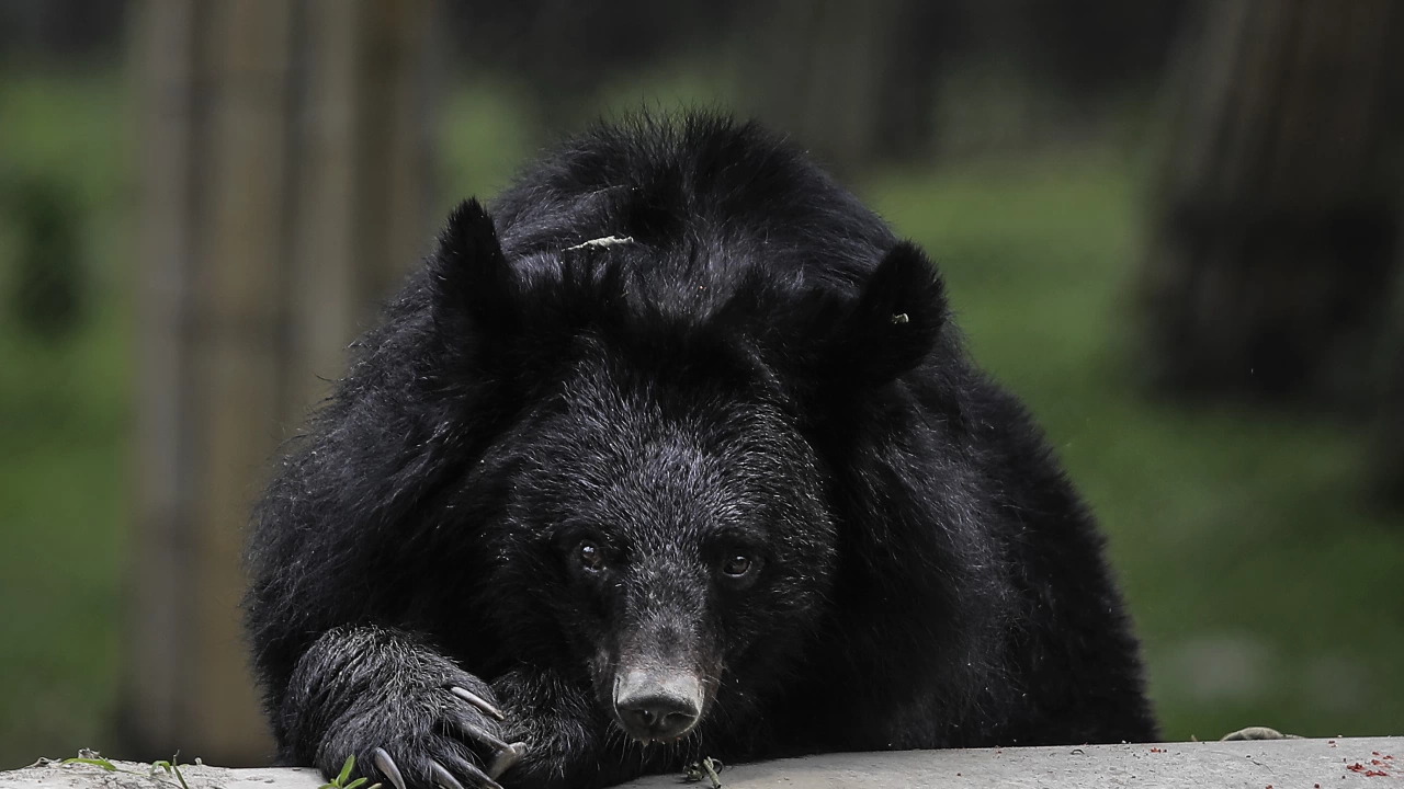  
Черна мечка с тегло около 250 кг е нанесла щети на