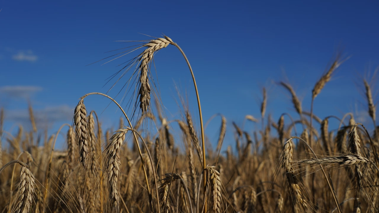 Цените на зърното продължават да нарастват значително днес на фона