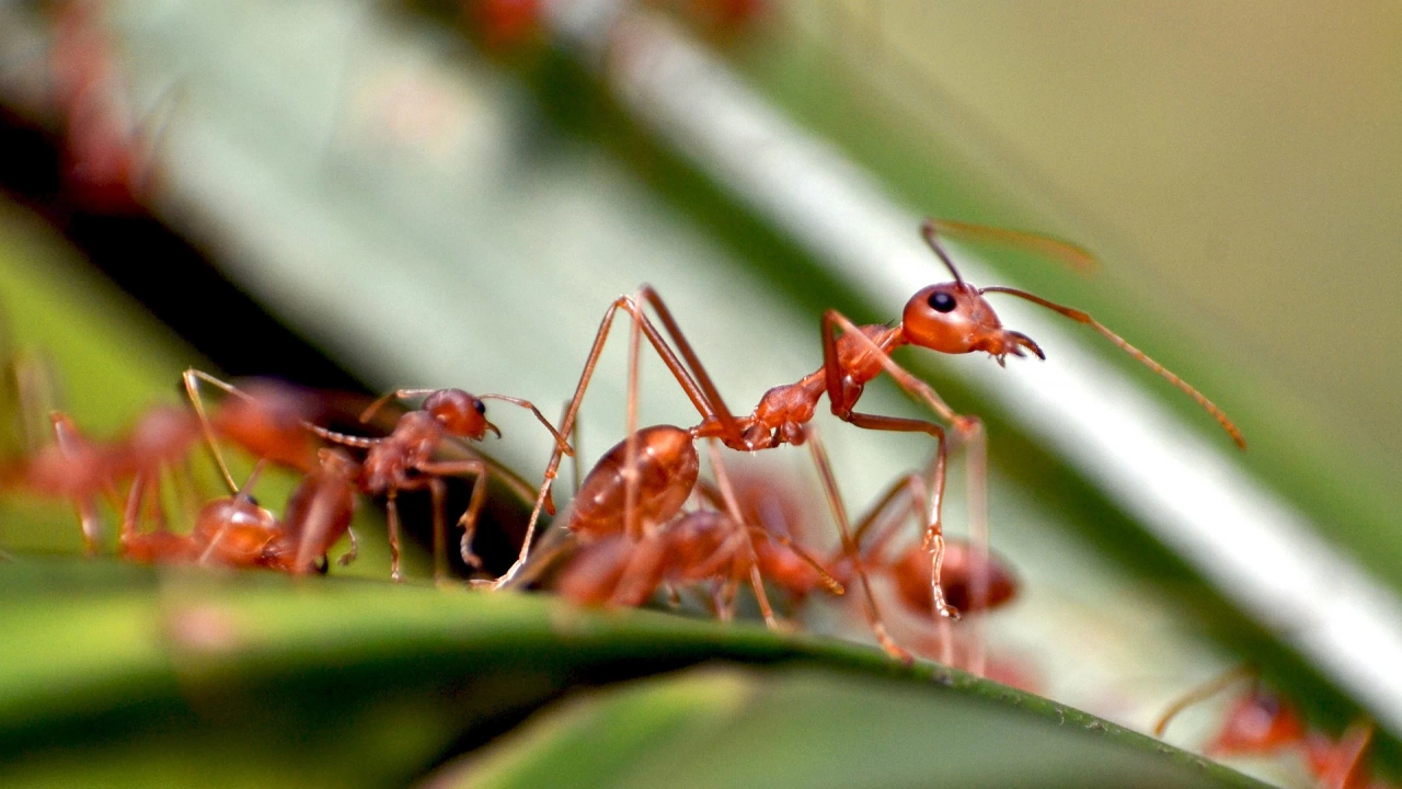 Разделението на труда при мравките датира отпреди 100 милиона години