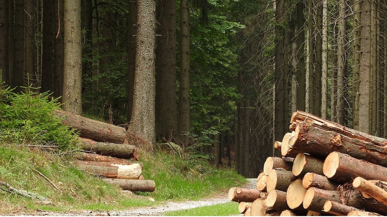 За два дни държавните горски стопанства към държавните горски предприятия