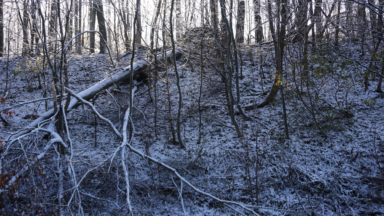 Паднали дървета и скъсани кабели са сред щетите от снеговалежа в Хасково