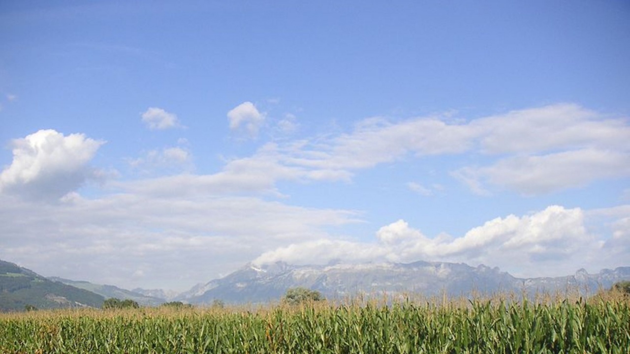 Правителството на Молдова наложи забрана за износа на царевица заради
