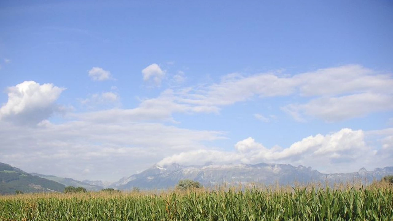 Правителството на Молдова наложи забрана за износа на царевица заради