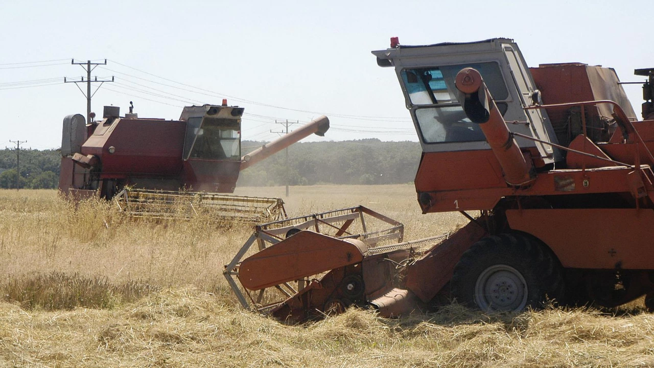 Български зърнопроизводители очакват поскъпване на пшеницата и на олиото Ето