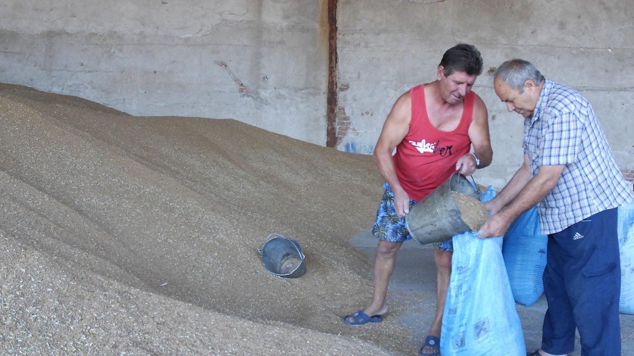 Зърнопроизводителите: В България има пшеница за 2 години