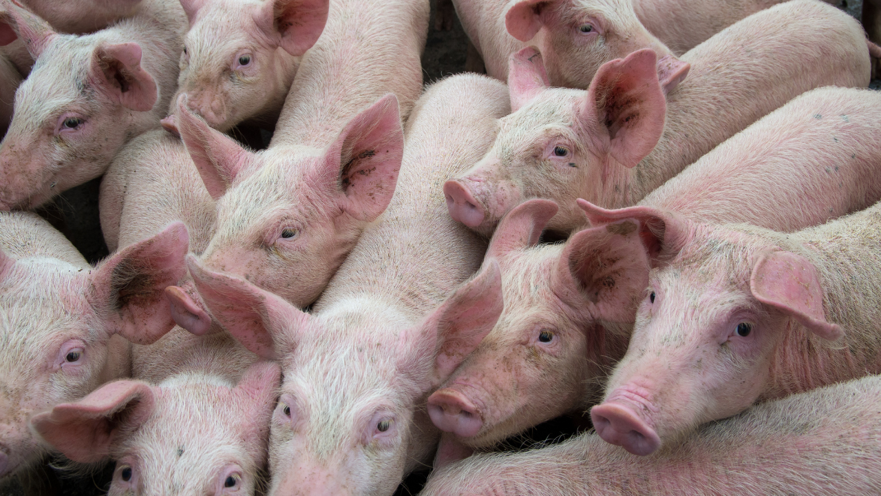 Африканска чума по дивите свине в Кюстендилско
