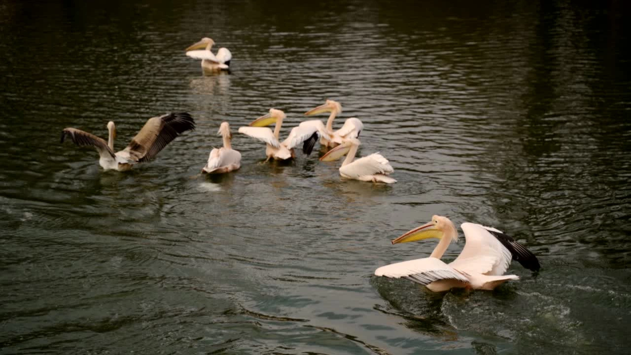 Над 500 мъртви пеликани са открити в Мала Преспа тези
