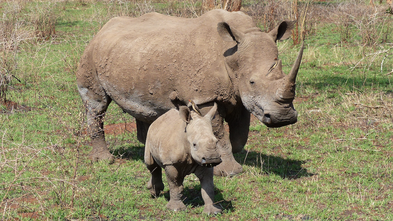Зоопарк в Чехия кръсти бебе носорог Киев