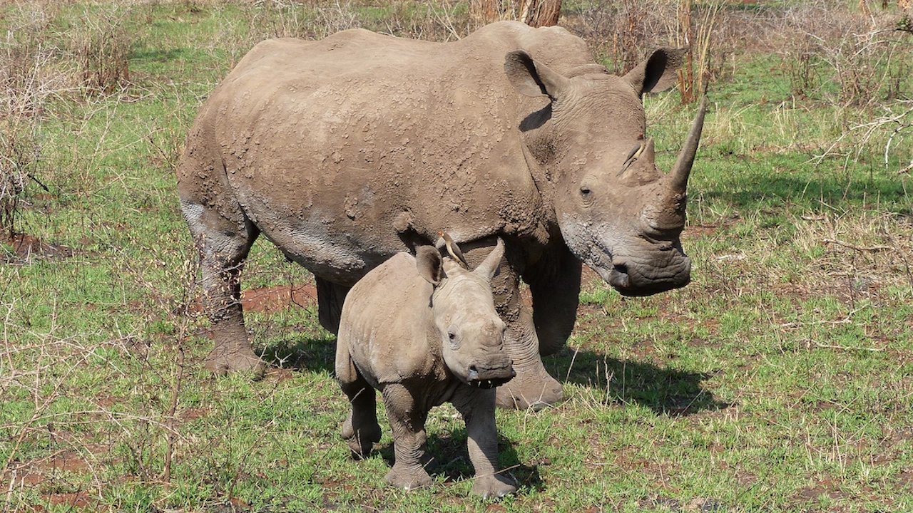 Зоологическа градина в Чехия кръсти новороден носорог от застрашен вид