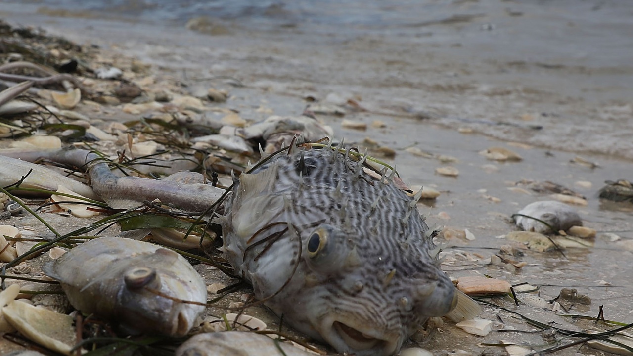 Фекални води погубиха близо 20 тона риба в язовир „Засмяно“