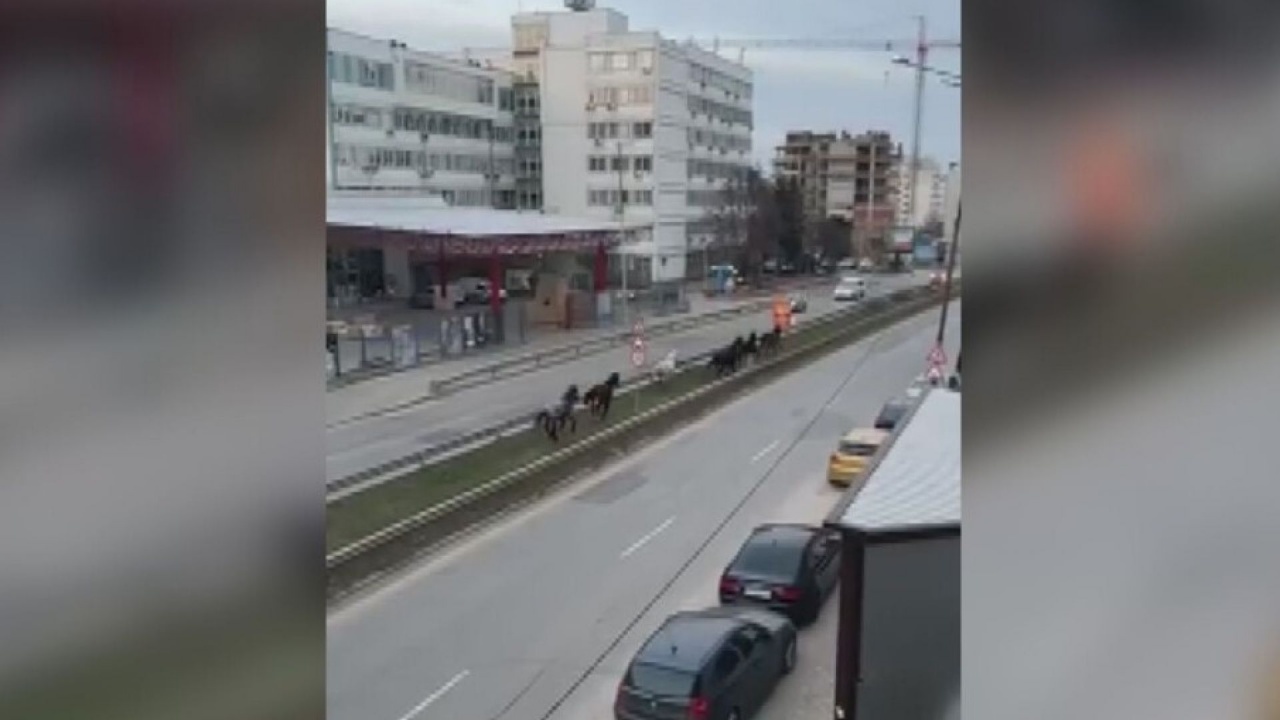 Стадо коне препускат по голям булевард в София! Превърнаха го в истински хиподрум