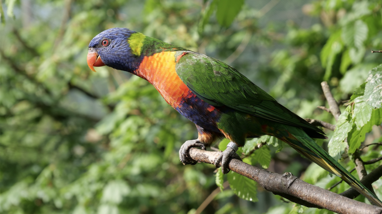 Учени разкриха тайната на дълголетието на папагалите