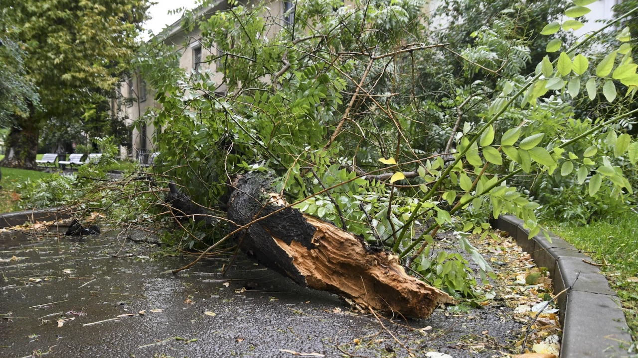 Силният вятър в София предизвика тежък инцидент в парка Света