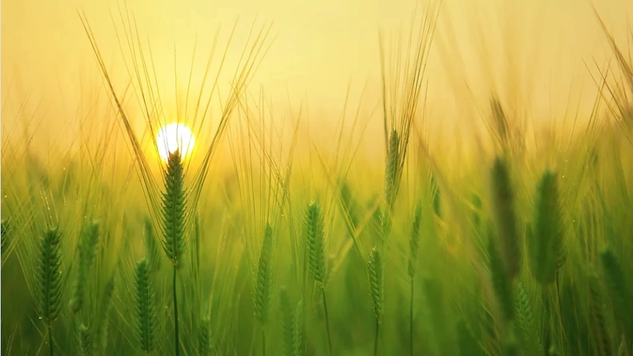 Масивите с пшеница и ечемик в Добричка област се развиват