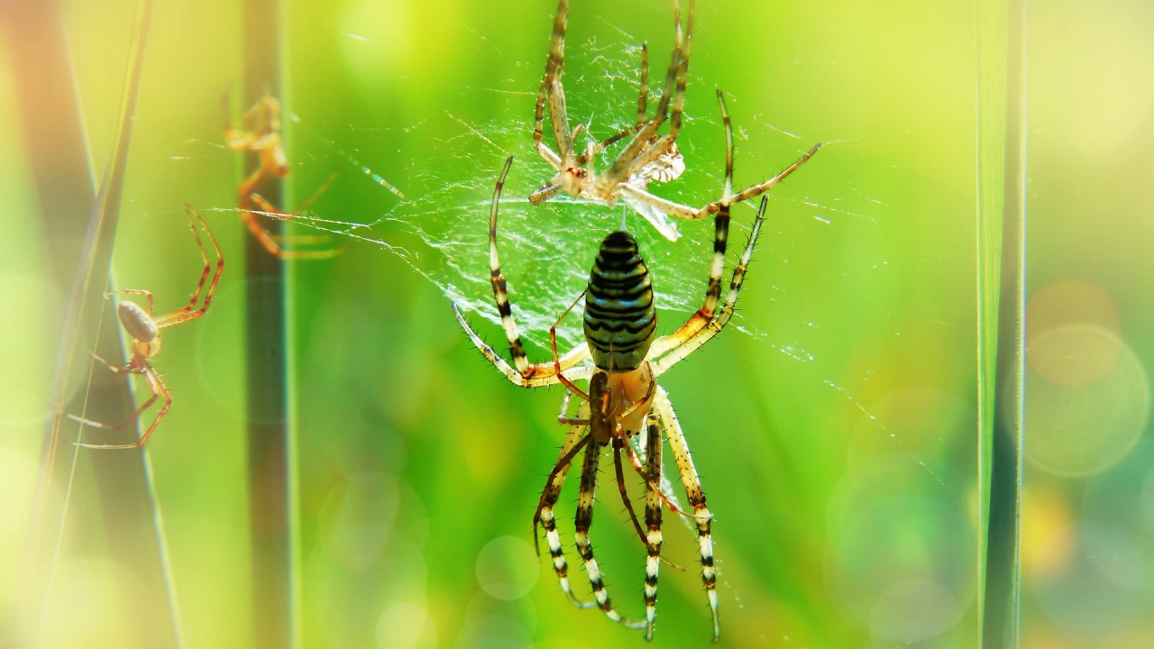 Известни и регистрирани са 50 хиляди различни вида паяци които