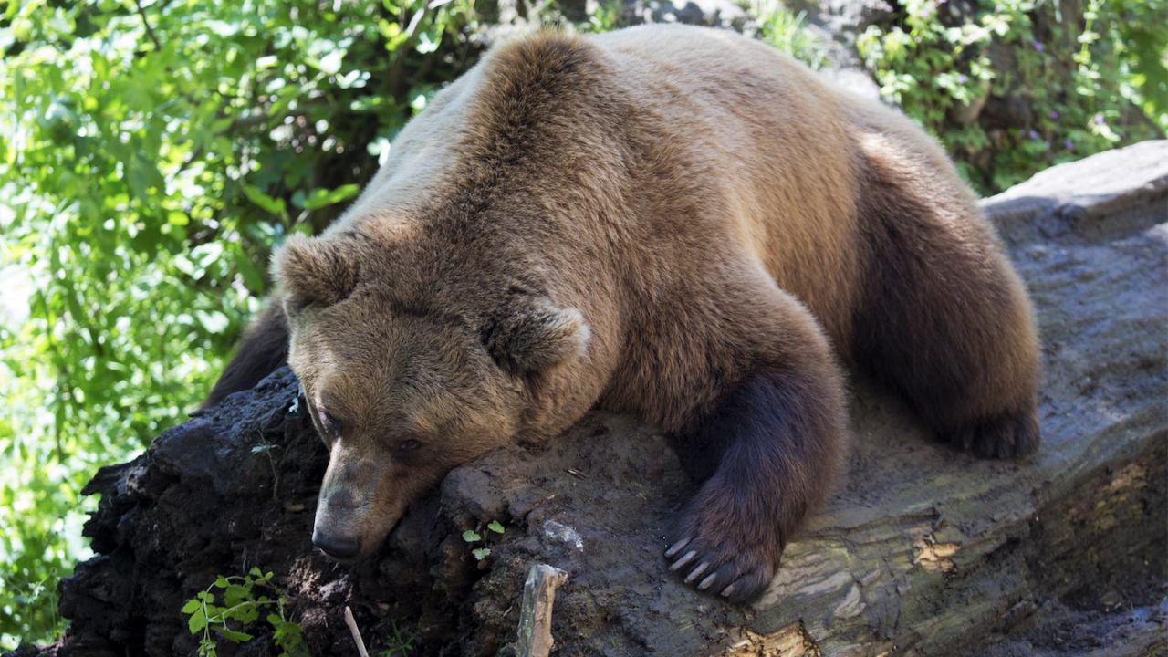 Кафява мечка от Украйна намери убежище в Нидерландия
