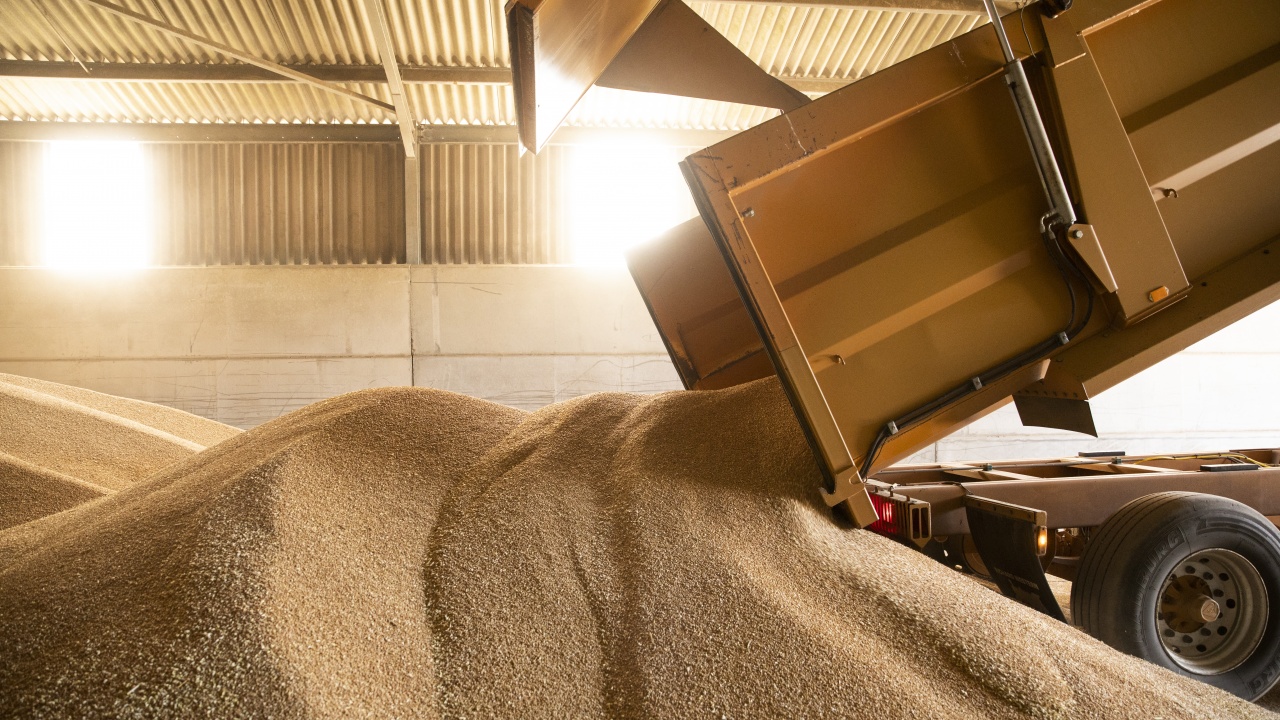 Египет купува 350 000 тона пшеница от европейски държави