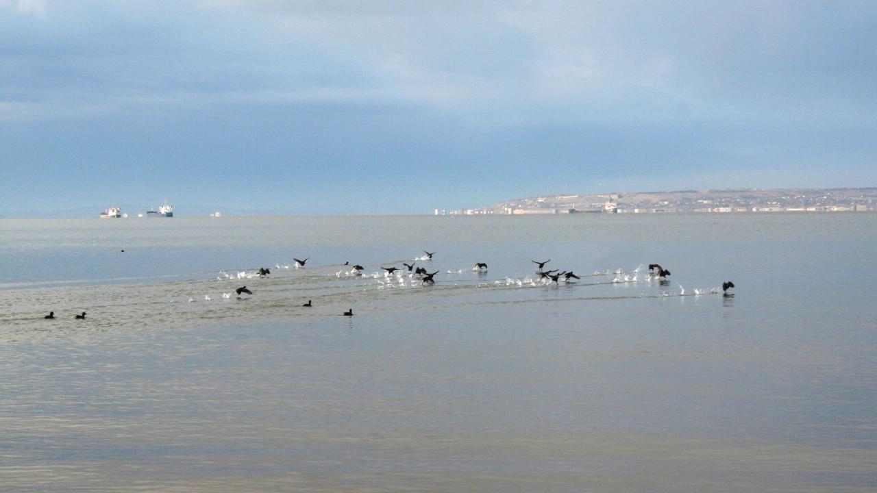 Средната температура на морската вода в Черно море се е