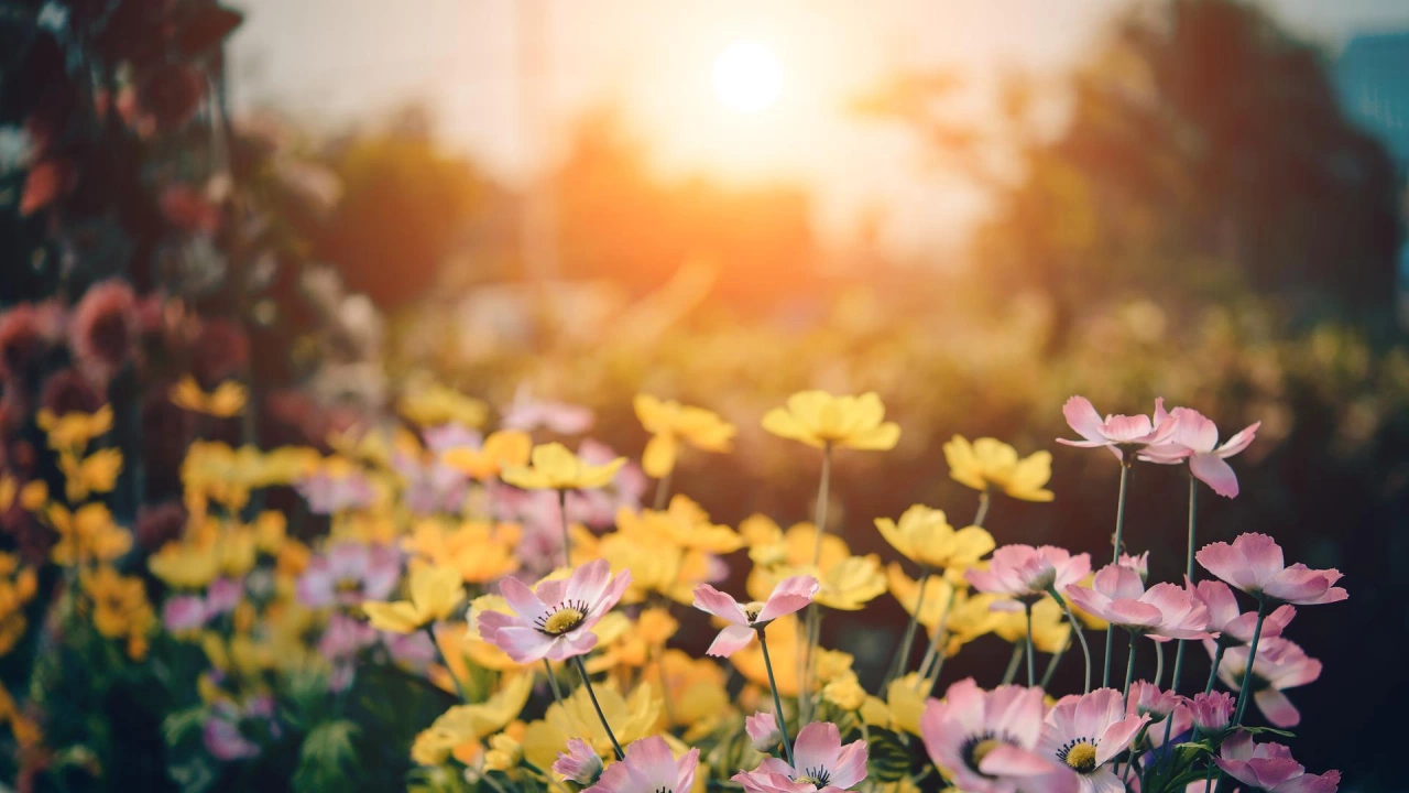 Цветница на закрито вкъщи Великден – вече може сред природата