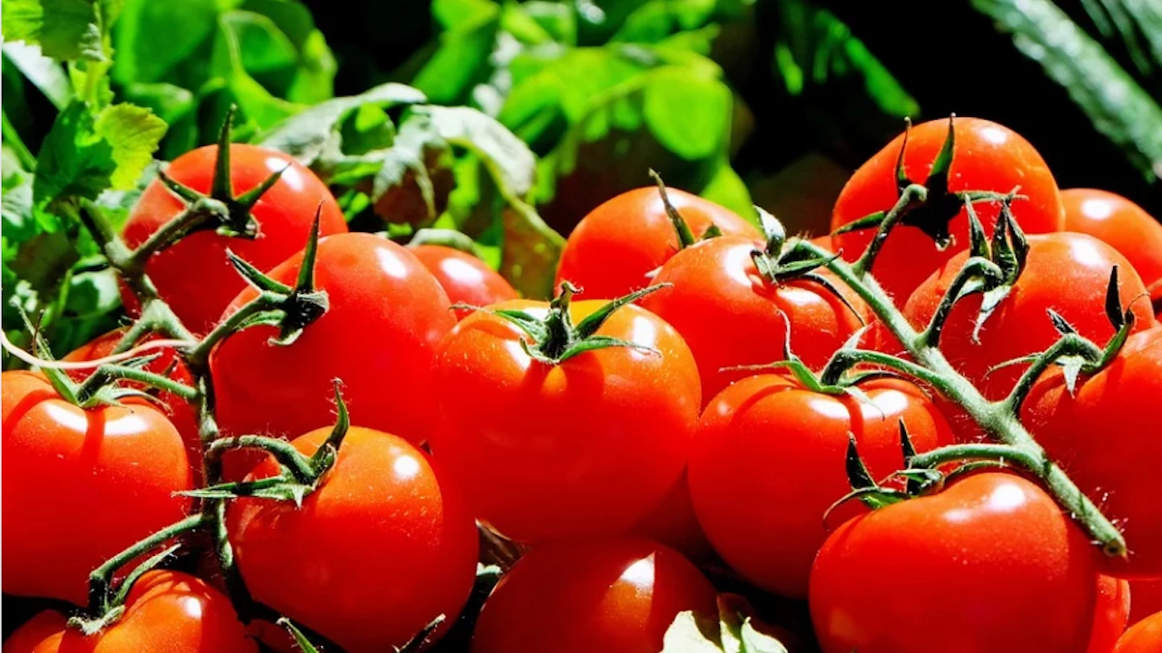 Квотата за доставка на домати от Турция в Русия е