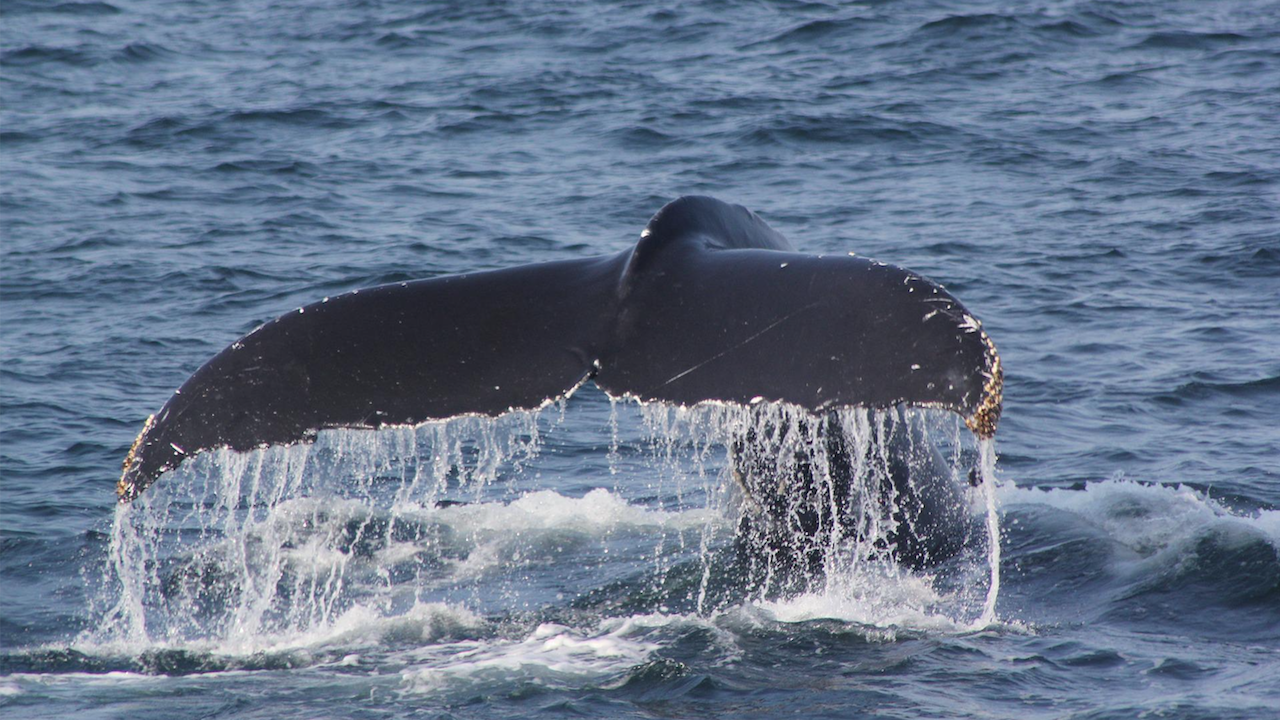 Изследователи следят критично застрашени китове в Атлантическия океан