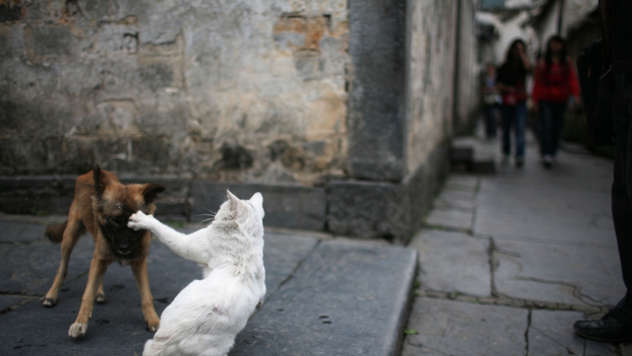 Започва пролетната кампания за безплатна кастрация на бездомни кучета и котки в Казанлък