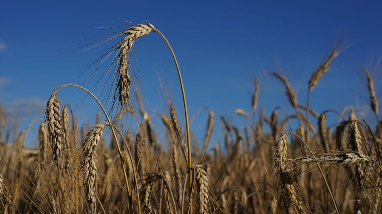 Над 30 от селскостопанските полета в Украйна няма да бъдат