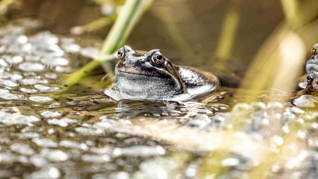 Учени са идентифицирали шест неизвестни вида жаби които обитават горите