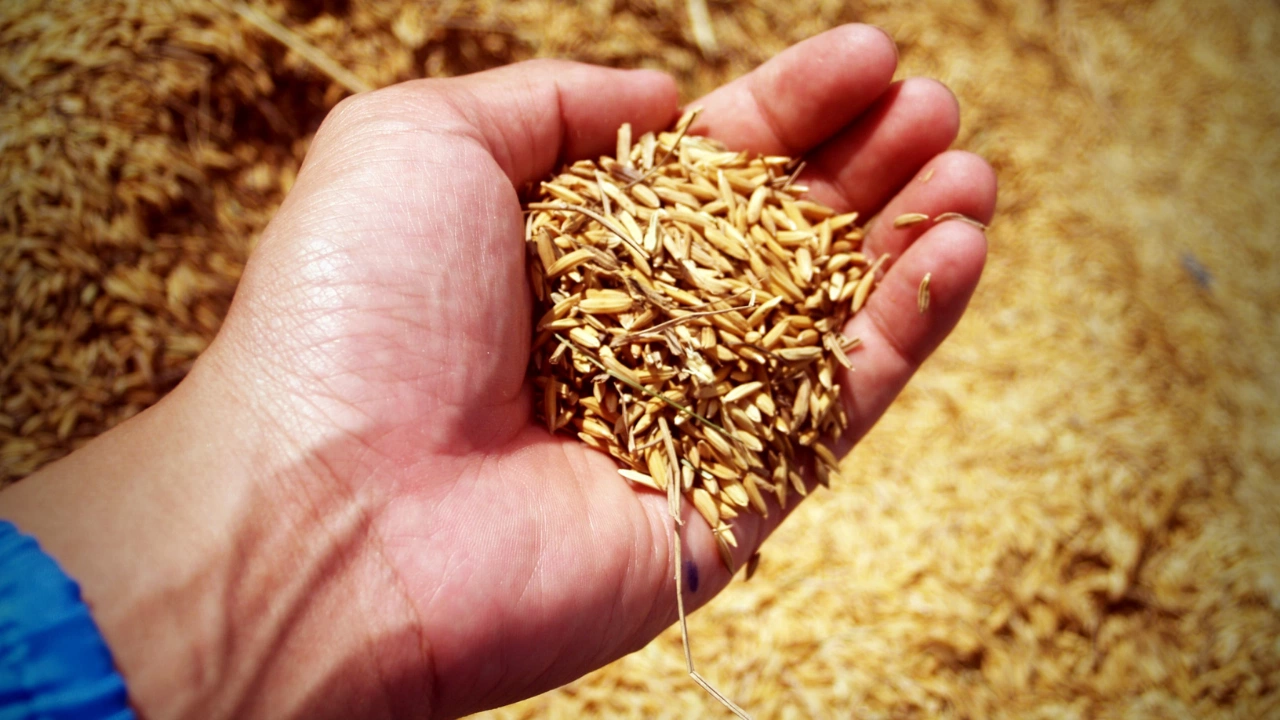 Украйна е изпратила около 80 000 тона зърно в румънското