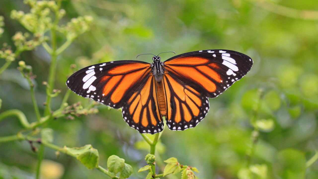 Експерти създадоха миниатюрни сензори за наблюдение на мигриращите пеперуди монарх