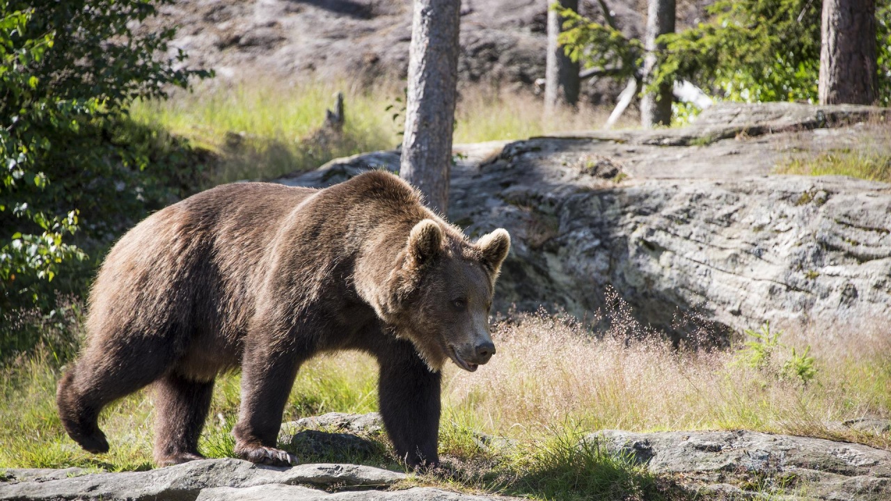 Зачестяват инцидентите с мечки в Румъния