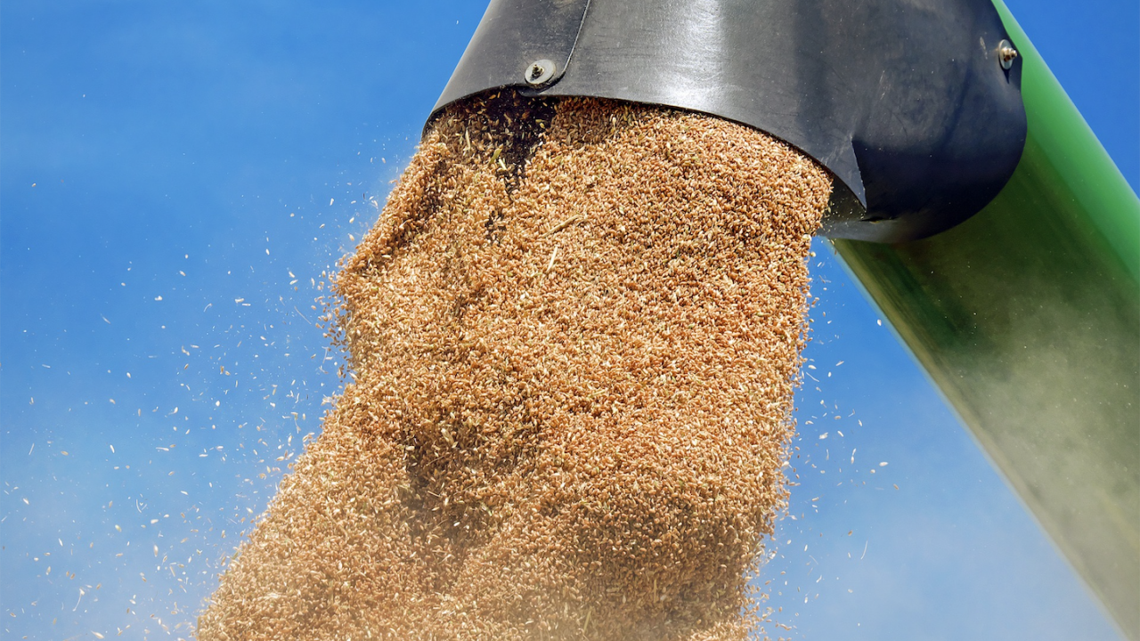 Близо 25 милиона тона зърно не могат да напуснат Украйна, според ФАО