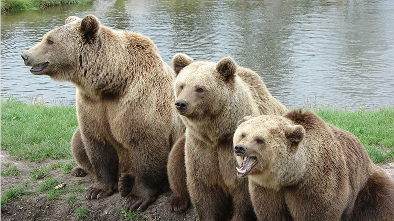 Три мечки, отраснали в Гърция, ще бъдат върнати в естествената им среда в България