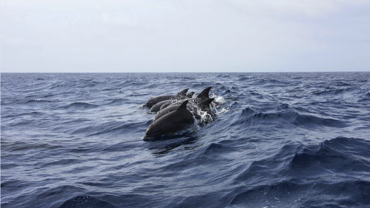 Нарасналата смъртност на делфини в Черно море наблюдавана напоследък може