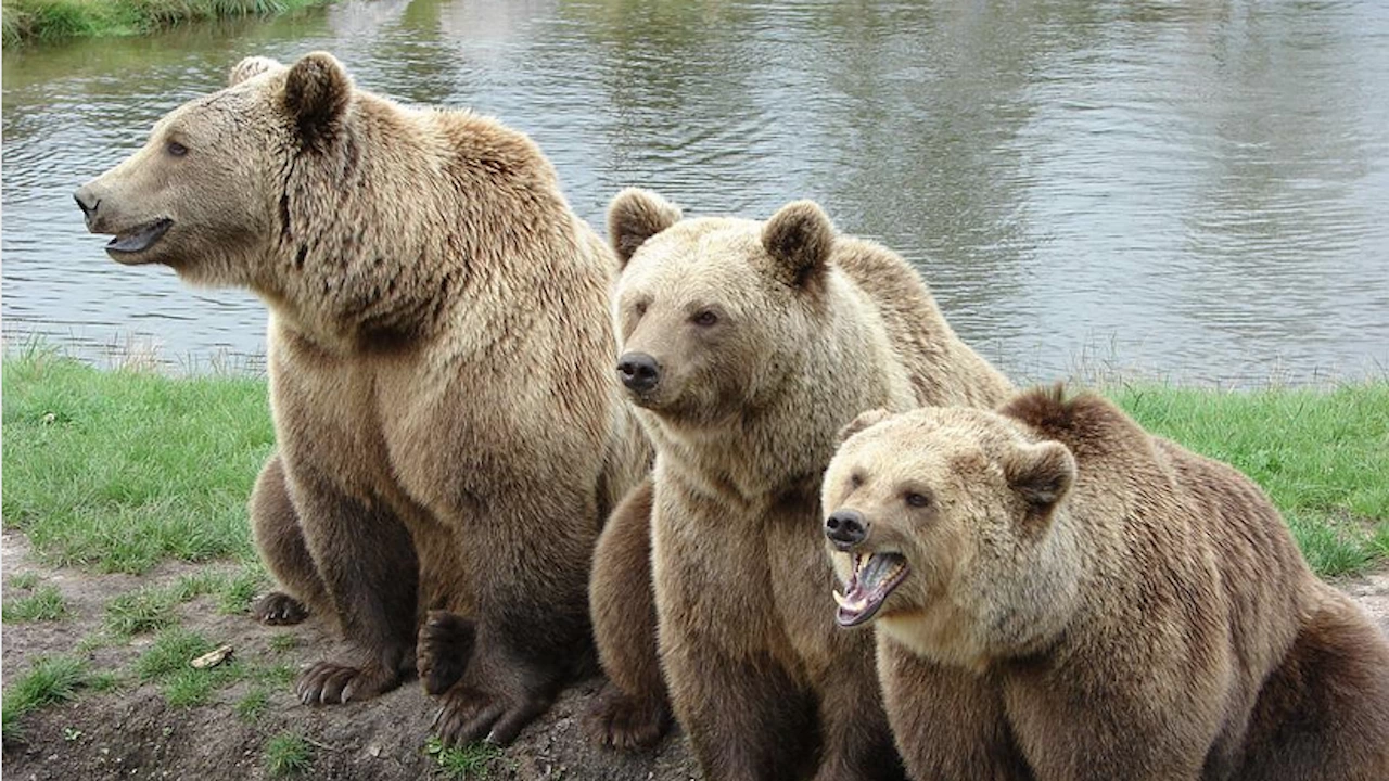 Три мечки отраснали в Гърция ще бъдат върнати в естествената