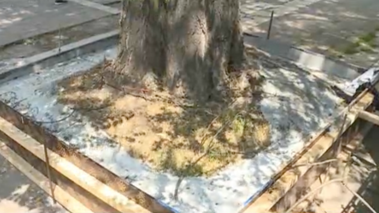 Циментираха дърво в центъра на Русе