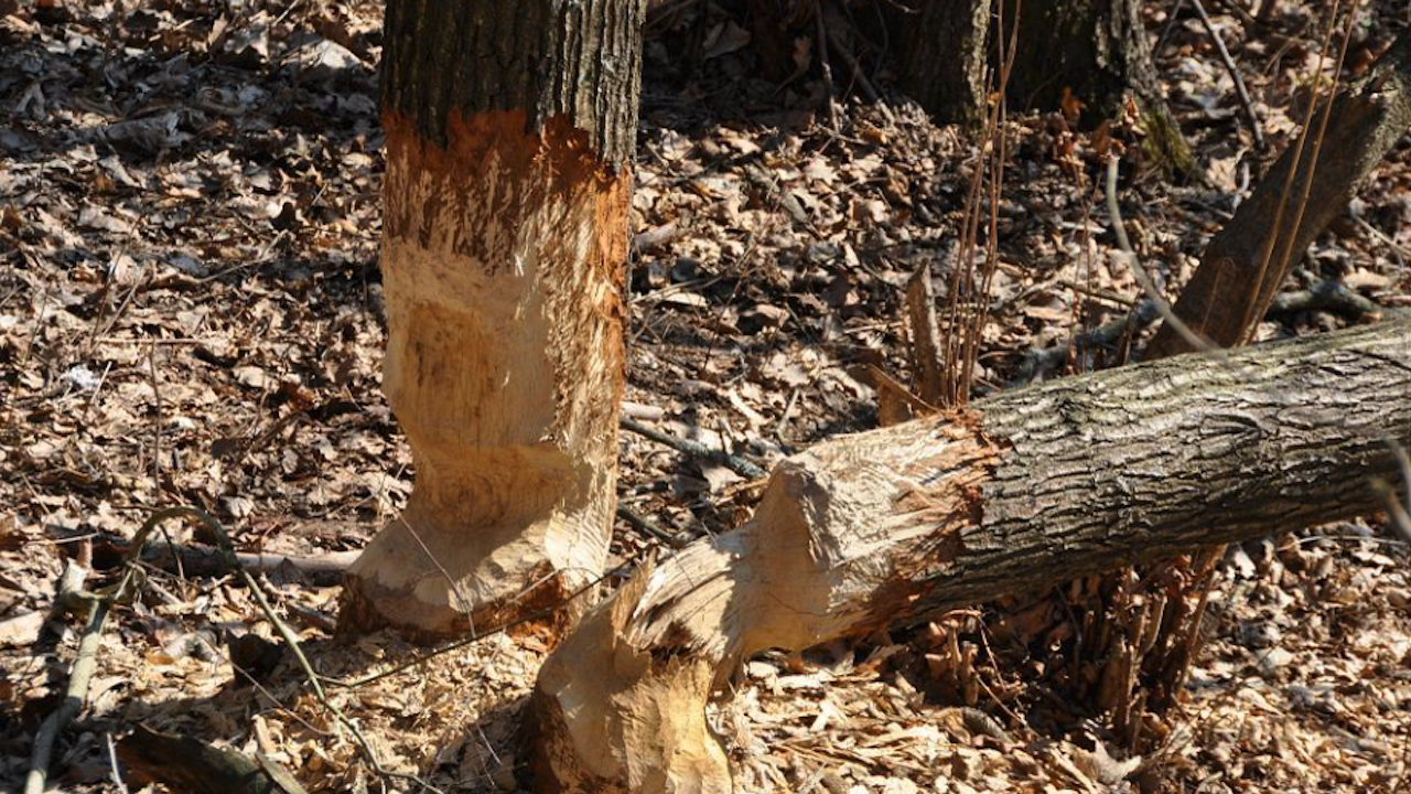 Незаконна сеч на 32 дървета установиха горски служители в землището на Бели Искър