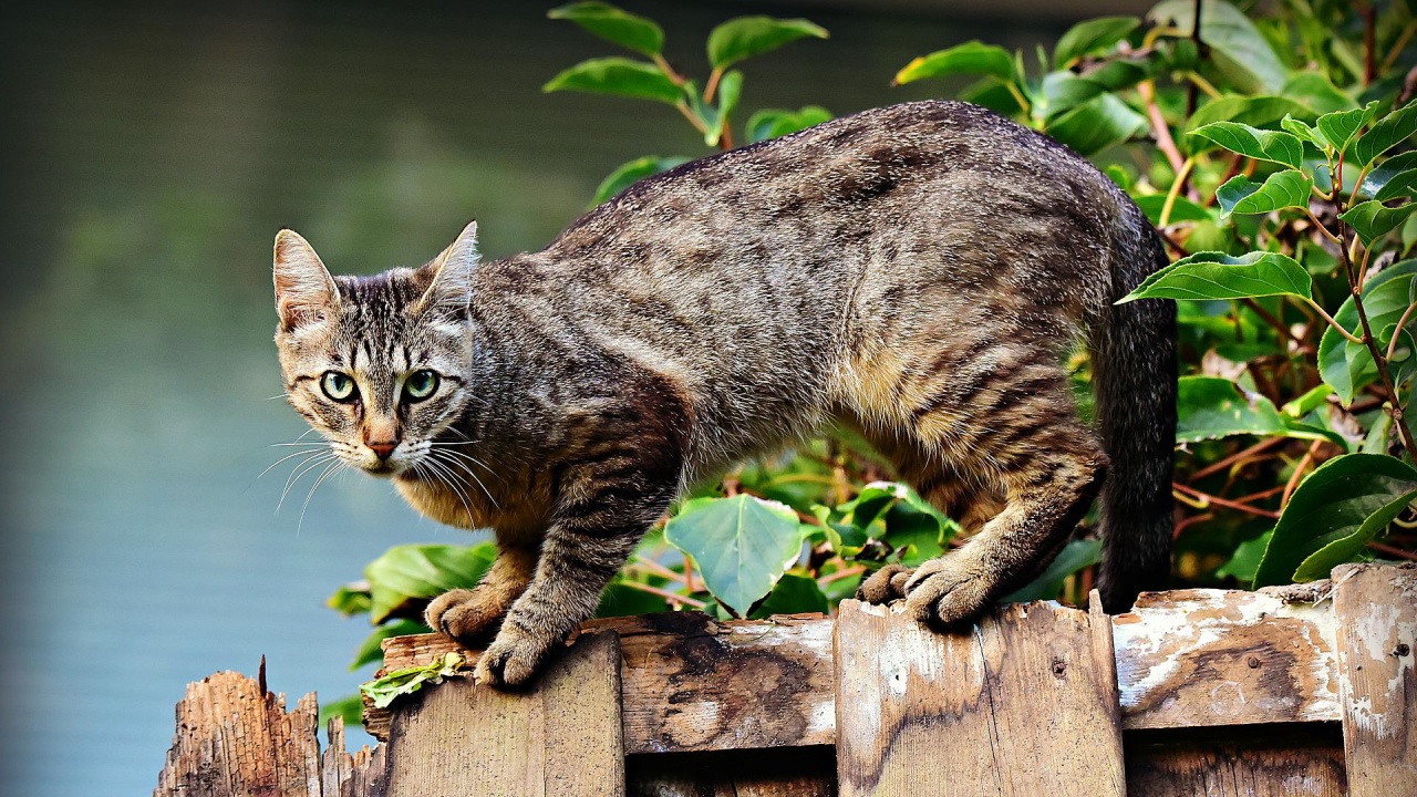 Германски град затваря котките, за да спаси чучулигите