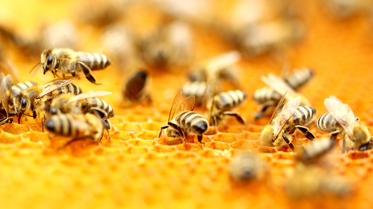 Отбелязваме Международния ден на пчелите